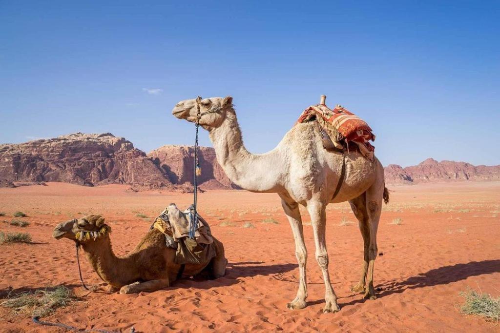 Bedouins Life Camp Ξενοδοχείο Άκαμπα Εξωτερικό φωτογραφία