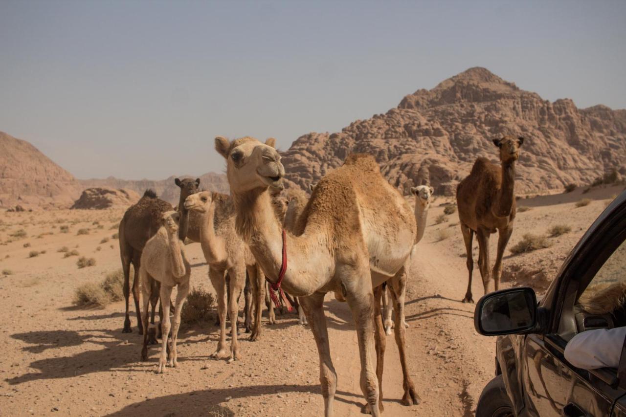 Bedouins Life Camp Ξενοδοχείο Άκαμπα Εξωτερικό φωτογραφία